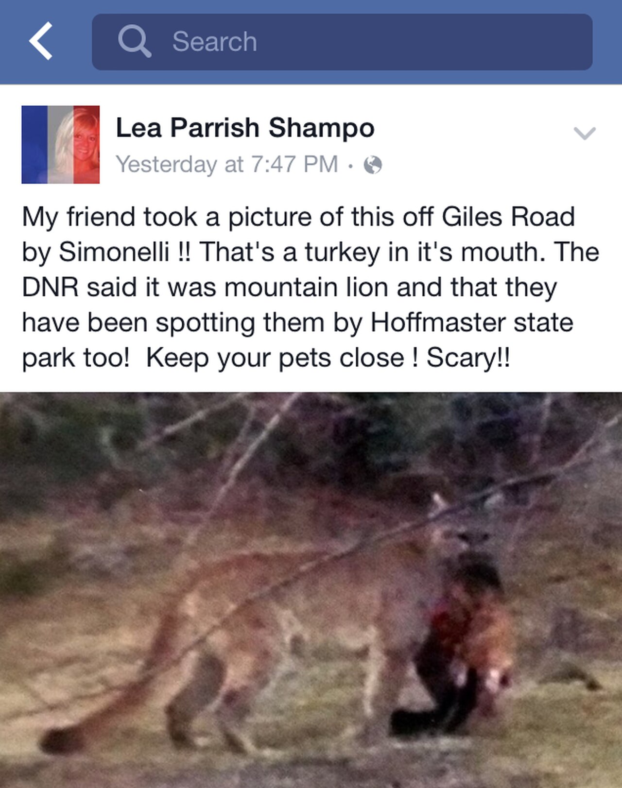 Michigan Lower Peninsula Cougar Photo Exposed As A Hoax Mlive