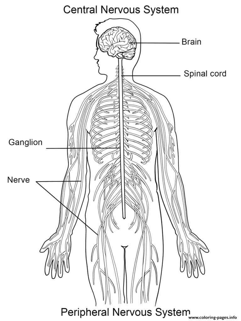 free-printable-muscular-system-worksheets-freeprintable-me