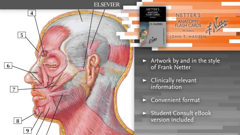 anatomy-and-physiology-flash-cards-printable-freeprintable-me